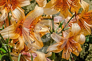 Beautiful lily. Delicate flowers of yellow, red, orange and brown shades on a clear morning on green stalks. Inside the flower is