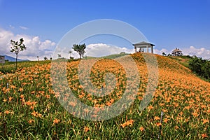 Beautiful Lily field with blue sky in the backgrou