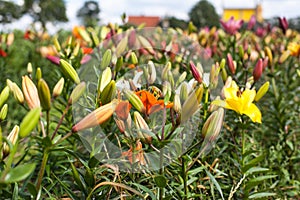 Beautiful Lily field in summer