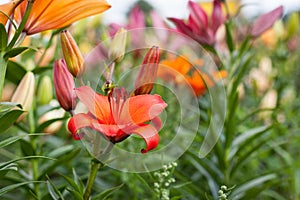 Beautiful Lily field in summer