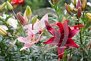 Beautiful Lily field in summer