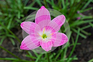 Beautiful Lily flower