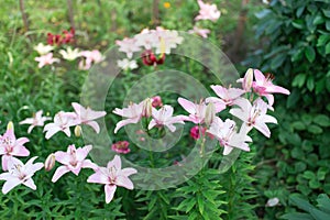 Beautiful lily flower on a background of green leaves. Lily flowers in the garden.