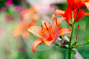 Beautiful lily flower on a background of green leaves. Lily flowers in the garden.