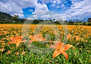 Beautiful lily flower fields in Hualien, Taiwan