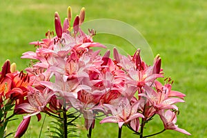 Beautiful Lily flower on green grass background. Lilium longiflorum pink flowers in the garden. Selective focus.