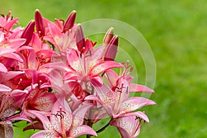 Beautiful Lily flower on green grass background. Lilium longiflorum pink flowers in the garden. Selective focus.