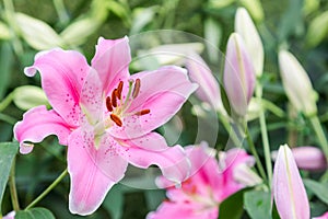 Beautiful lily flower and green leaf background in lily flower garden at sunny summer or spring day.