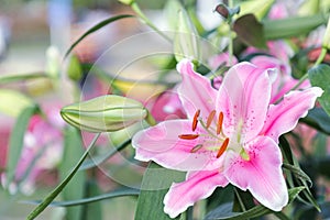 Beautiful lily flower and green leaf background in lily flower garden at sunny summer or spring day.