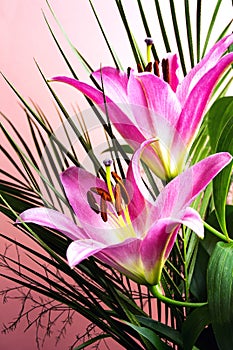 Beautiful Lily flower on pink background