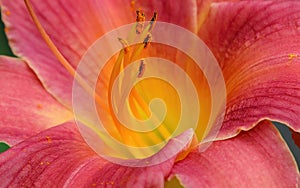 Beautiful lily flower in yellow and pink colors