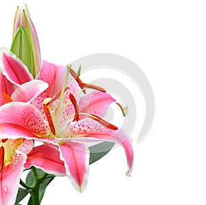 Beautiful Lily flowers.