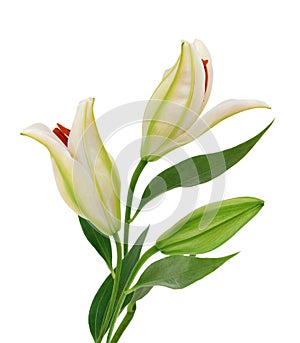 Beautiful Lily flowers