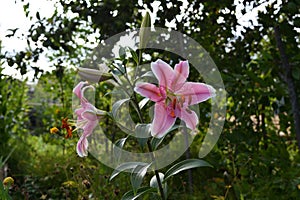 Beautiful lily flowers - pink petals with white edges.  Rural garden in summer