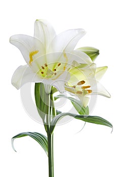 Beautiful lily flowers on white. Luxury white easter lily flower with long green stem isolated on white background.