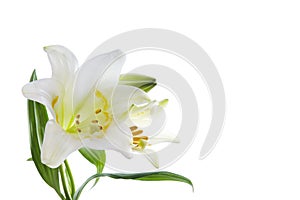 Beautiful lily flowers on white. Luxury white easter lily flower with long green stem isolated on white background.