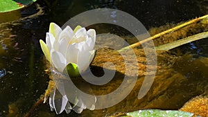 Beautiful Lily Lotus Flowers and Leaves in Calm Water