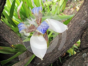 Beautiful Lily of Misiones flowered in a tropical garden perched on a trunk