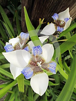 Beautiful Lily of Misiones flowered in a tropical garden perched on a trunk