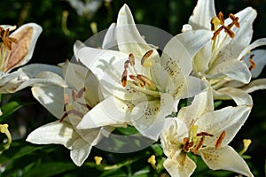 Beautiful lily of pale yellow color with dew drops on a sunny summer morning