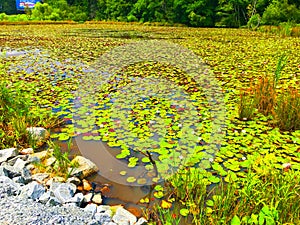 Beautiful lily pond and blue skies and clouds in the summer