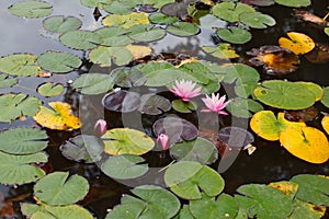 Beautiful lily in pool