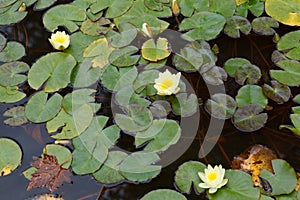 Beautiful lily in pool