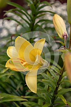 Beautiful lily in the summer garden