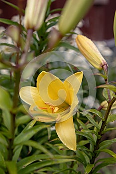 Beautiful lily in the summer garden