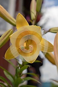 Beautiful lily in the summer garden