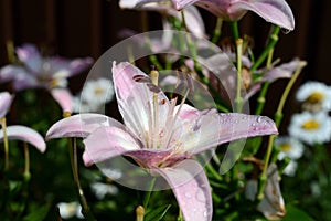 Beautiful lily of tender pink color with dew drops on a summer sunny morning