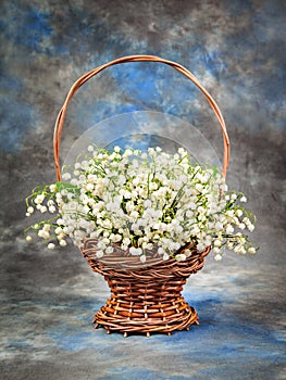 Beautiful lily of the valley in a basket