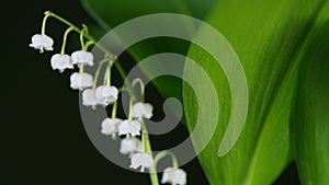 Beautiful lily of the valley with drop of water on stigma. Convallaria majalis. Rack focus.