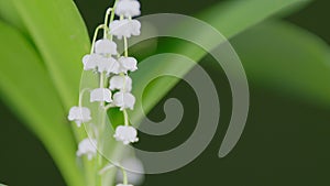Beautiful lily of the valley with drop of water on stigma. Convallaria majalis. Tilt up.