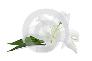 Beautiful lily on white background