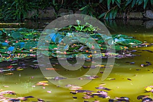 Beautiful lilypads on the surface of a pond in Blanes, Costa Brava