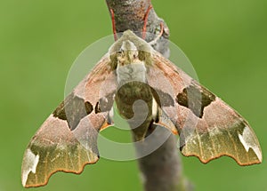 A beautiful Lime Hawk-moth, Mimas tiliae, perching on a twig.