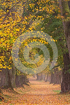 Beautiful lime tree alley in a colorful autumn in Germany Bavaria near Mindelheim