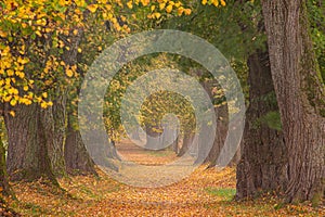 Beautiful lime tree alley in a colorful autumn in Germany Bavaria near Mindelheim