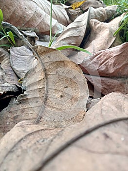 Beautiful and limp dry leaves photo