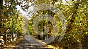 Beautiful linden alley with asphalt road. Autumn colorful leaves on trees in sunlight