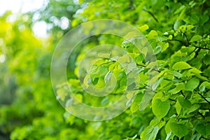 Beautiful linden leaves background