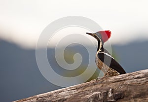 A beautiful Lineated Woodpecker