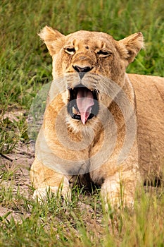 Beautiful Lion Caesar in the golden grass of Masai Mara,