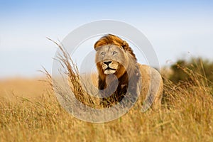 Beautiful Lion Caesar photo