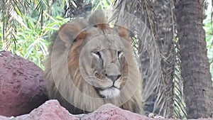 Beautiful lion close up with his head on the paw, lying on tree shadow background and trying to sleep. King of beasts, horoscope a