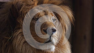 Beautiful lion Close-up portrait. The King's View. Lion head, detailed portrait. An adult lion resting in the