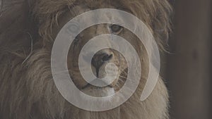 Beautiful lion Close-up portrait. The King's View. Lion head, detailed portrait. An adult lion resting in the