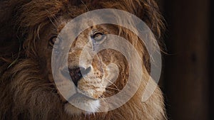 Beautiful lion Close-up portrait. The King's View. Lion head, detailed portrait. An adult lion resting in the