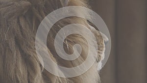 Beautiful lion close-up portrait. Lion turns his head. Lion head, detailed portrait. An adult lion resting in the